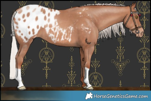 Horse Color:Chocolate Silver Sable Champagne Blanket