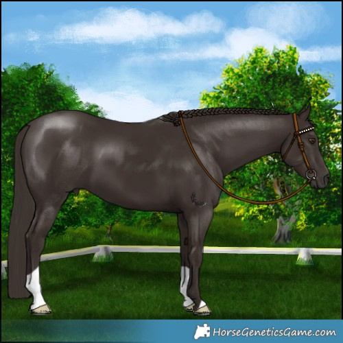 Horse Color:Liver Chestnut