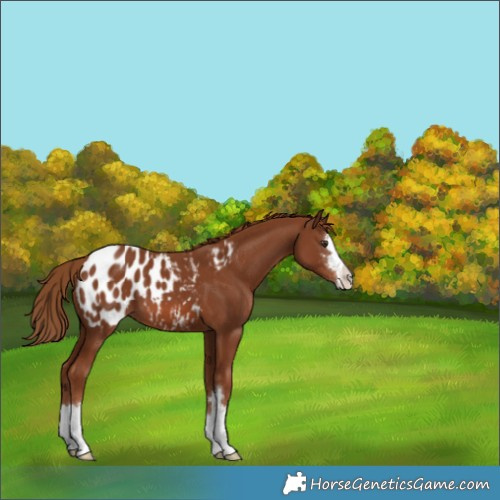 Horse Color:Chestnut Blanket 