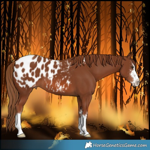Horse Color:Chestnut Blanket 