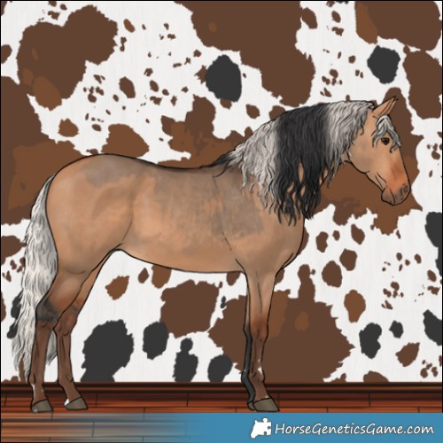 Horse Color:Bay Dun  and Silver Bay Dun 