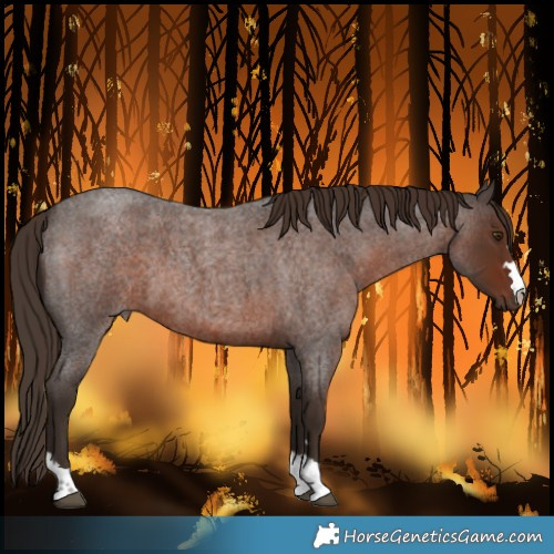 Horse Color:Liver Red Roan