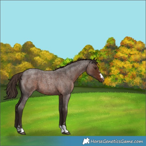 Horse Color:Liver Red Roan 