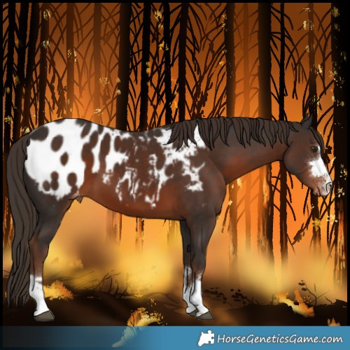 Horse Color:Liver Chestnut Blanket 