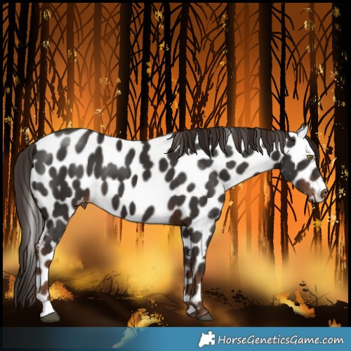 Horse Color:Liver Chestnut Leopard 