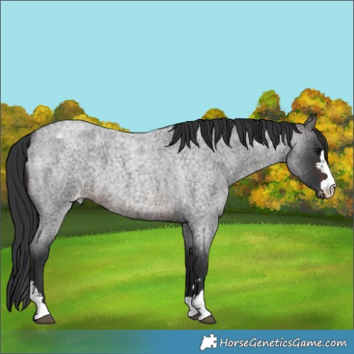 Horse Color:Brown Roan Varnish 