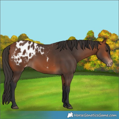 Horse Color:Bay Blanket 