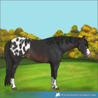 Horse Color:Brown Blanket