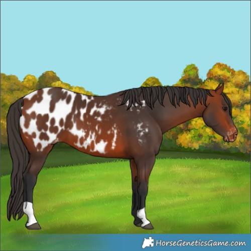 Horse Color:Bay Blanket 