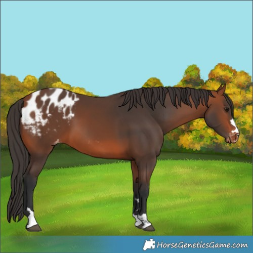 Horse Color:Bay Blanket