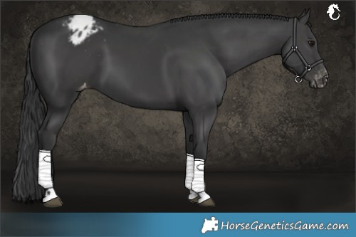 Horse Color:Black Varnish 