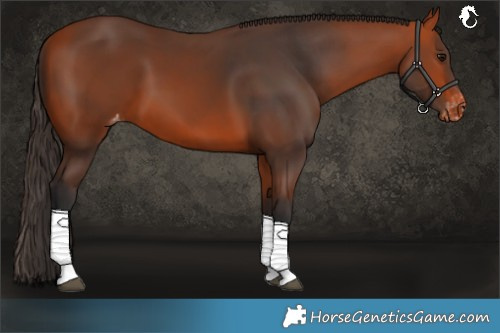 Horse Color:Bay Varnish
