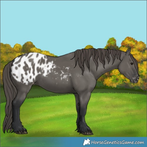 Horse Color:Grullo Blanket 