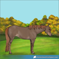 Horse Color:Liver Red Dun Rabicano 