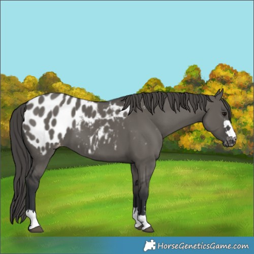 Horse Color:Grullo Near Leopard 
