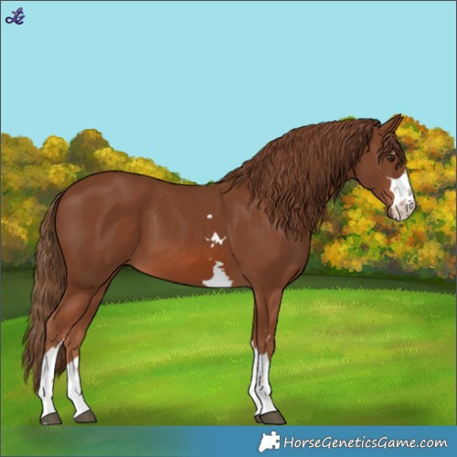 Horse Color:Chestnut 