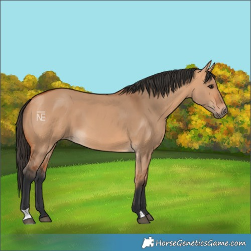 Horse Color:Bay Dun 