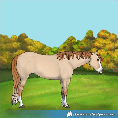 Horse Color:Red Dun Splash
