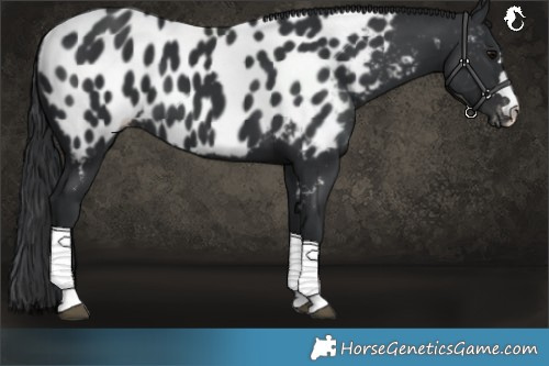Horse Color:Black Near Leopard 