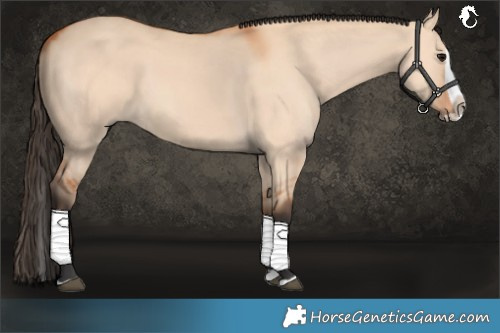 Horse Color:Bay Dun Splash 