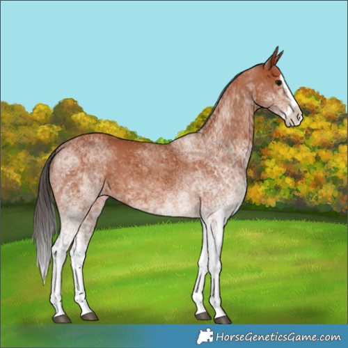 Horse Color:White Spotted Bay Splash  and White Spotted Bay Splash 