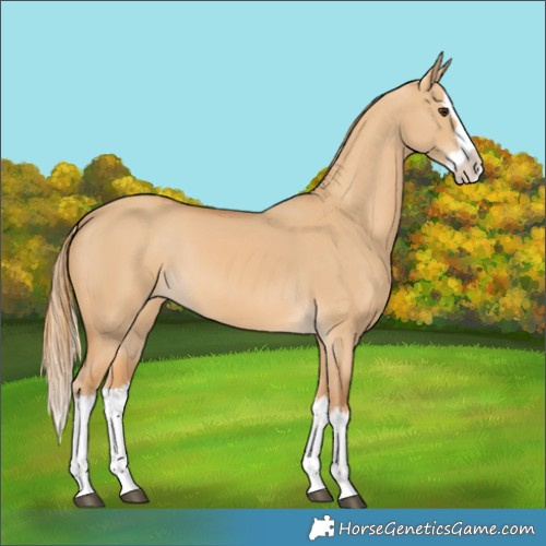 Horse Color:Red Dun Splash 
