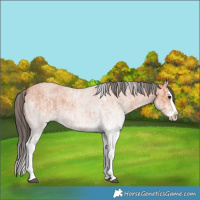 Horse Color:White Spotted Bay Roan Splash and White Spotted Bay Roan Splash