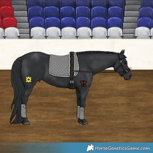 Horse Color:Black  and Black 