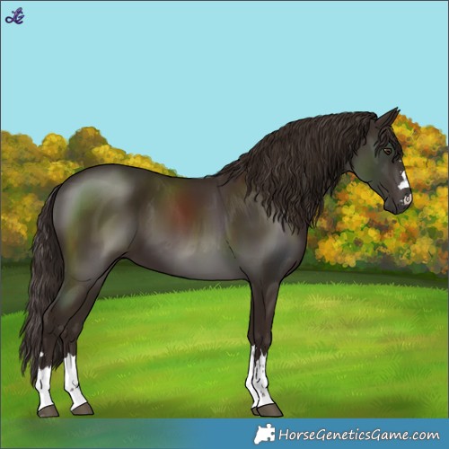 Horse Color:Liver Chestnut 