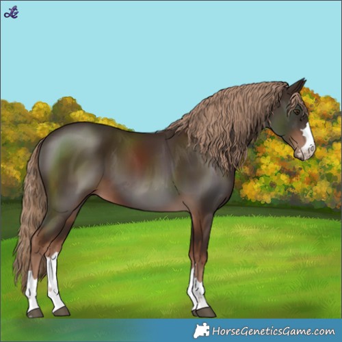 Horse Color:Liver Chestnut