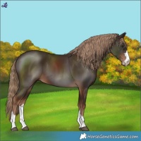 Horse Color:Liver Chestnut 