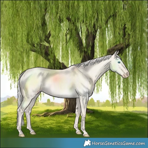 Horse Color:Cremello Dun 