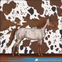 Horse Color:Red Roan 