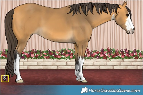 Horse Color:White Spotted Buckskin 