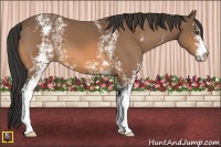 Horse Color:White Spotted Buckskin 