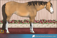Horse Color:White Spotted Buckskin 