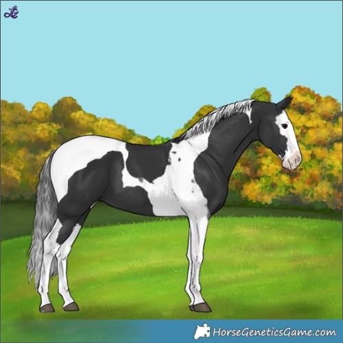 Horse Color:Black Splash Tobiano 