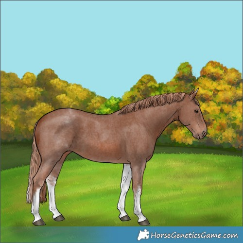 Horse Color:White Spotted Chestnut Sabino 
