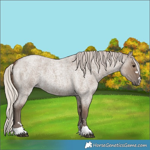 Horse Color:Silver Grullo Roan
