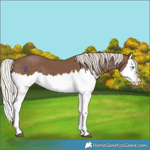 Horse Color:Silver Black Splash