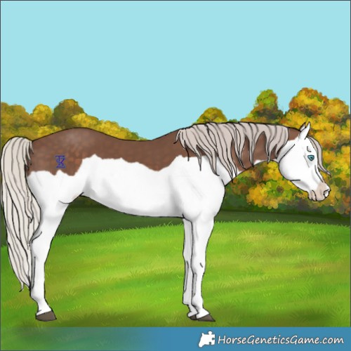 Horse Color:Silver Black Splash 