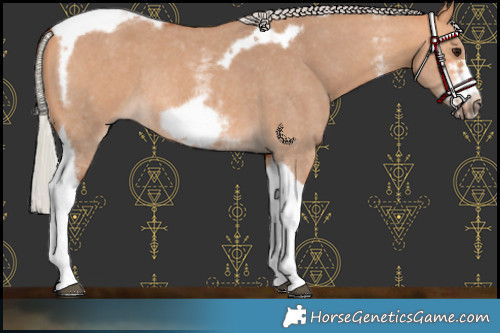 Horse Color:Silver Bay Dun Sabino Tobiano Frame Rabicano 