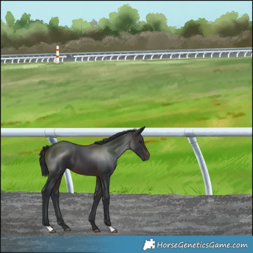 Horse Color:Brown 