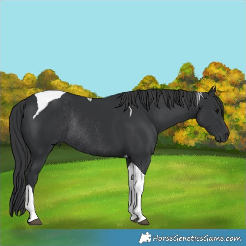 Horse Color:Black Tobiano Rabicano