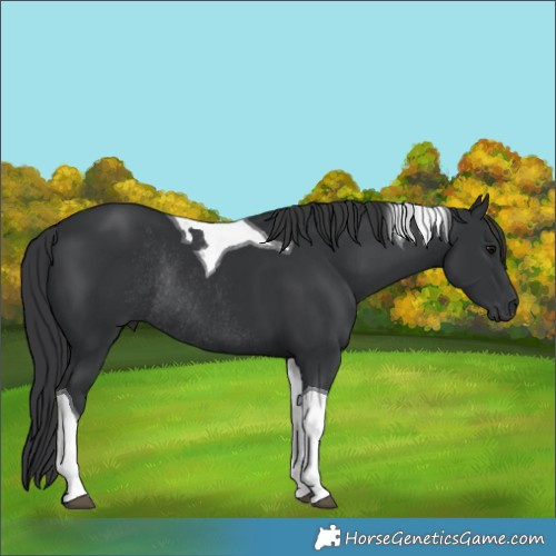 Horse Color:Black Tobiano Rabicano 