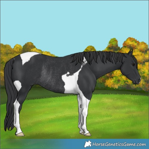 Horse Color:Black Tobiano Rabicano 