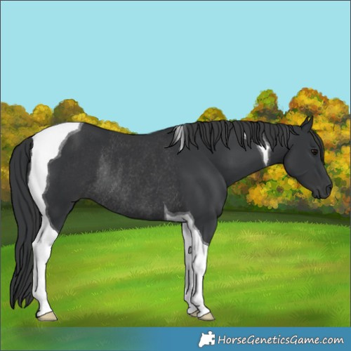 Horse Color:Black Tobiano Rabicano