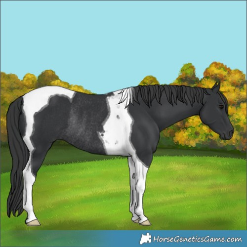 Horse Color:Black Tobiano Rabicano 