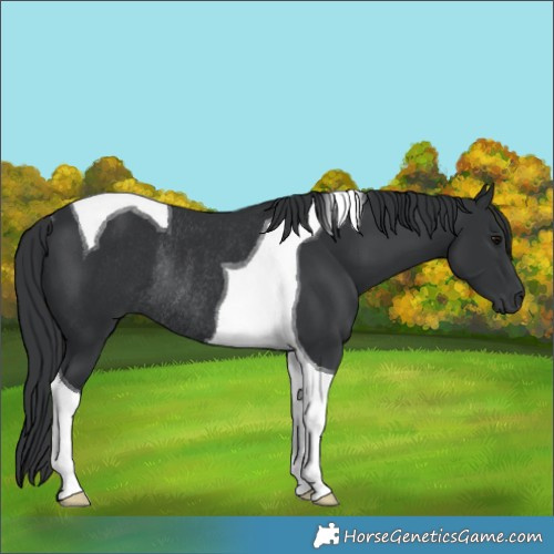 Horse Color:Black Tobiano Rabicano