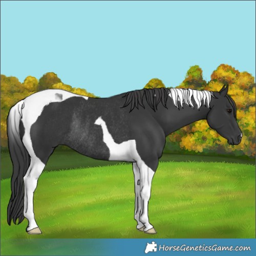 Horse Color:Black Tobiano Rabicano